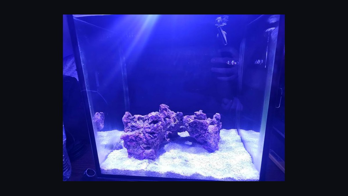 Top 10 All-in-One Reef Aquariums with Built-In Filtration as Sump Alternatives in 2027 — figure 9
