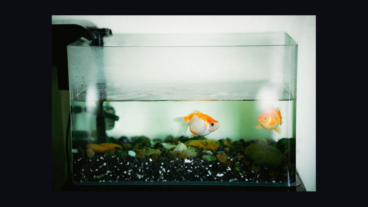How do you calculate the right sump size for a 75-gallon display tank in 2027 — figure 10