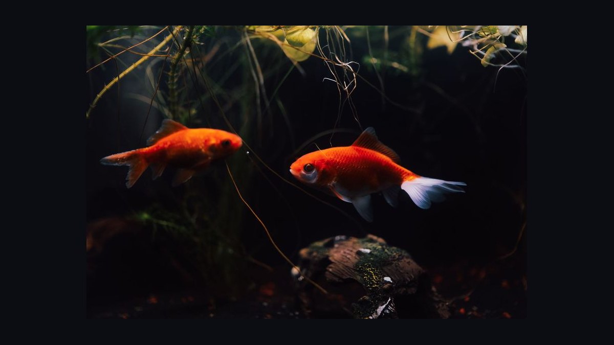 How do you calculate the right sump size for a 75-gallon display tank in 2027 — figure 9