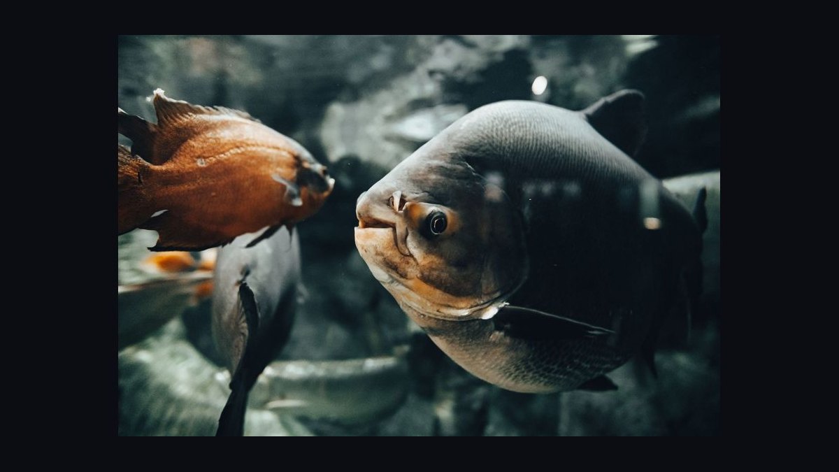 How do you calculate the right sump size for a 75-gallon display tank in 2027?