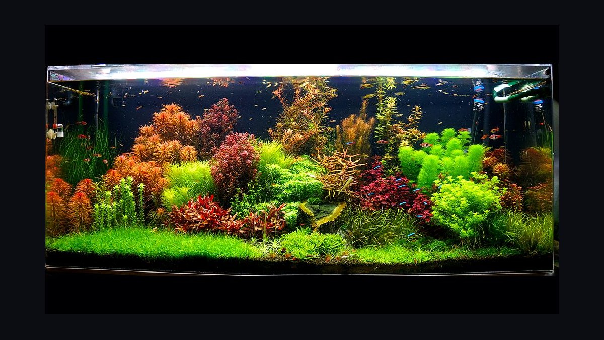 Top 10 Planted Tank CO2 Systems 2026 — Best Overall + Best Value