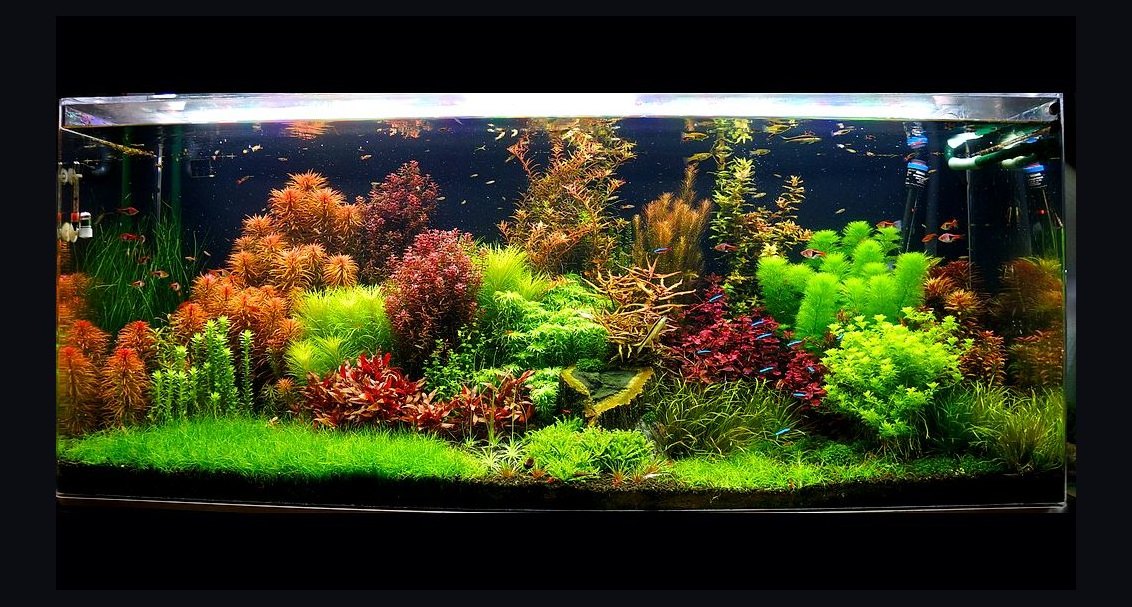 Top 10 Planted Tank CO2 Systems 2026 — Best Overall + Best Value