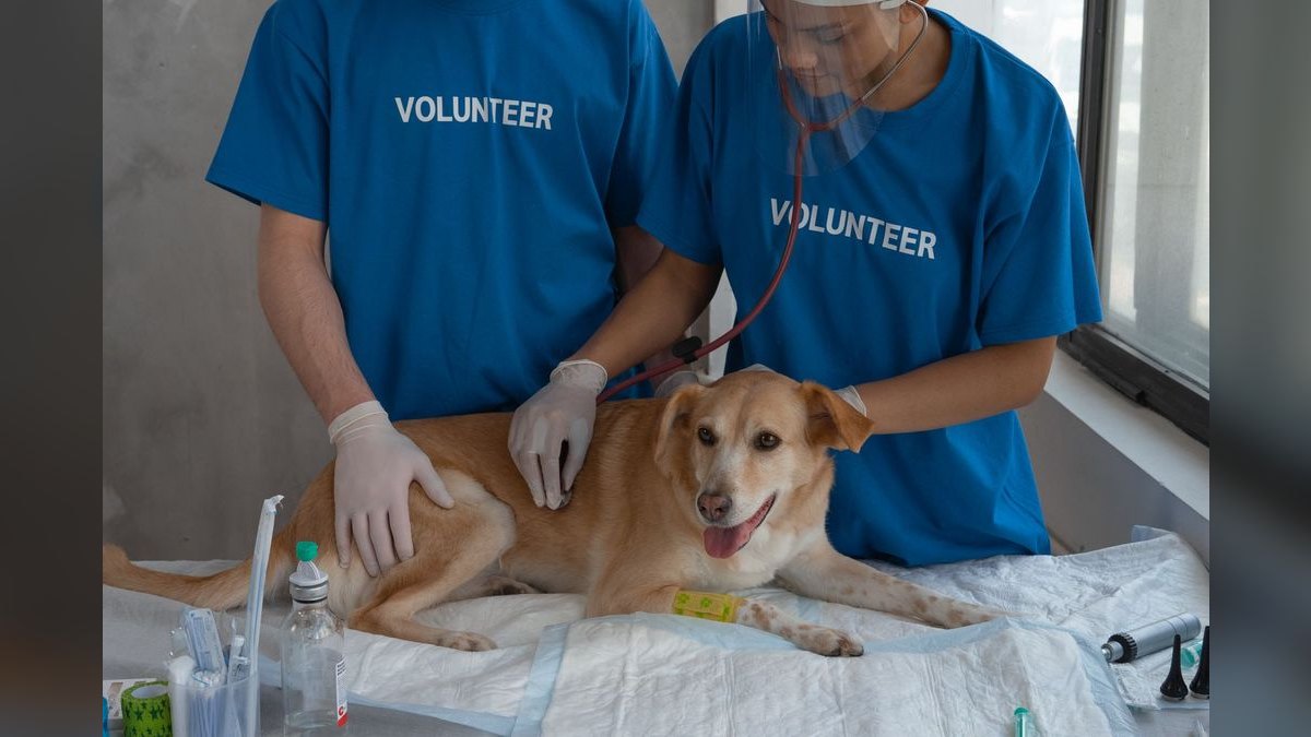 How Do I Budget a Veterinary Clinic Buildout — figure 3