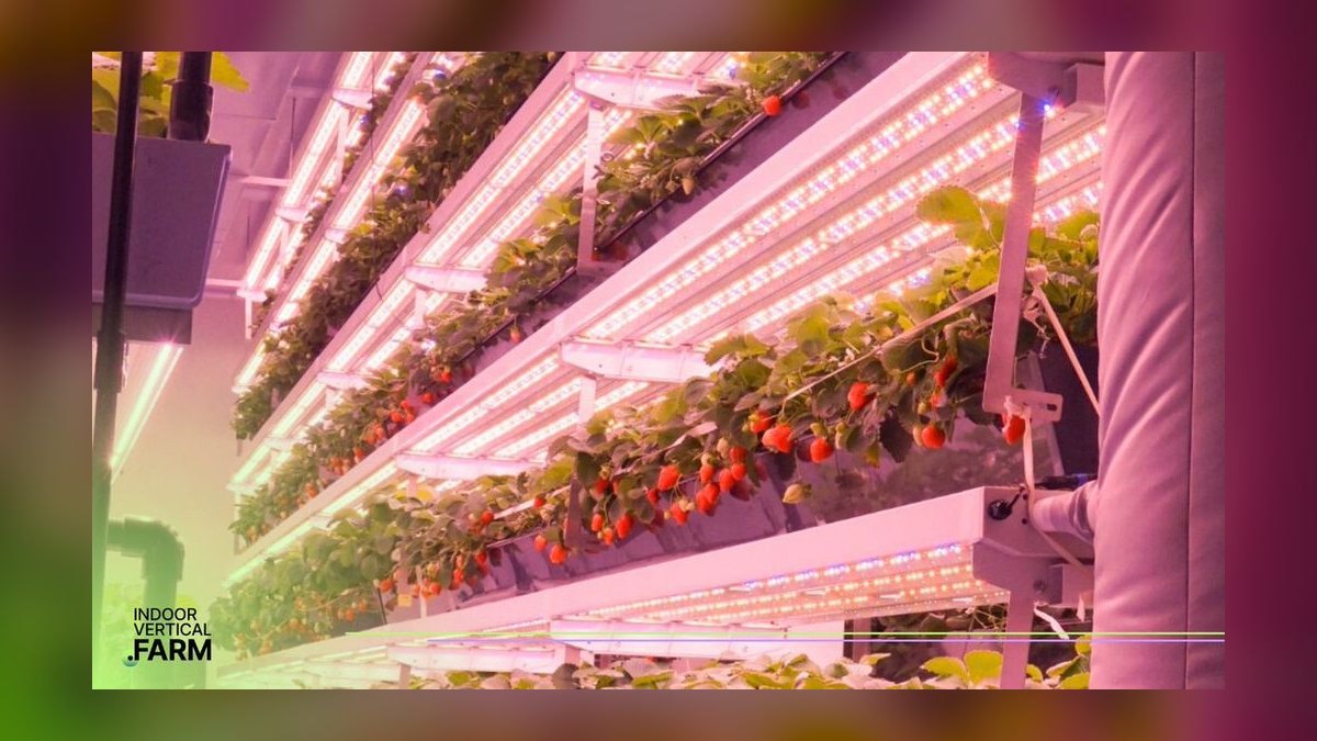 How Do I Budget a Vertical Farm or Indoor Ag Buildout — figure 3