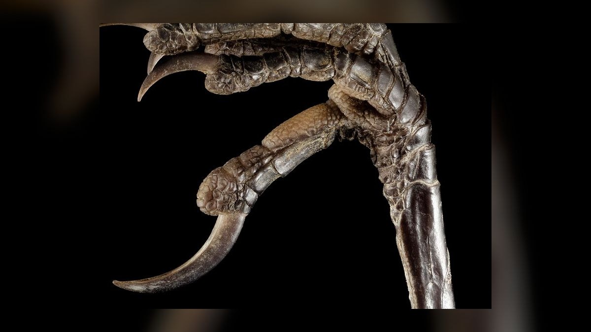 How much does a landlord-funded buildout allowance typically cost per square foot in 2027?