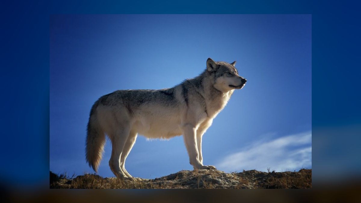 Way of the Wolf by Jordan Belfort — Cliff Notes Summary & Key Takeaways — figure 8