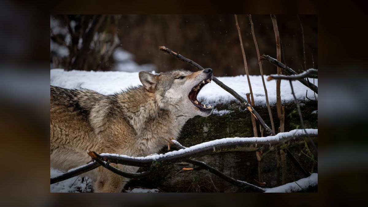Way of the Wolf by Jordan Belfort — Cliff Notes Summary & Key Takeaways — figure 9