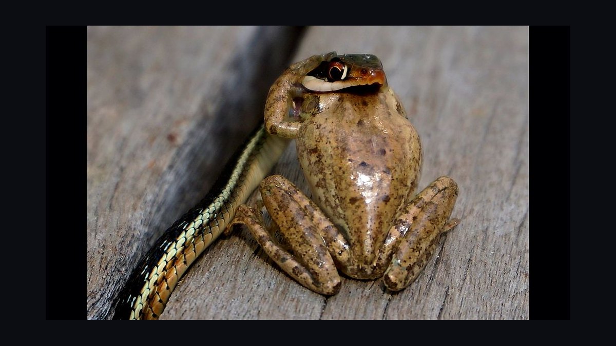 Eat That Frog by Brian Tracy — Cliff Notes Summary for Sellers