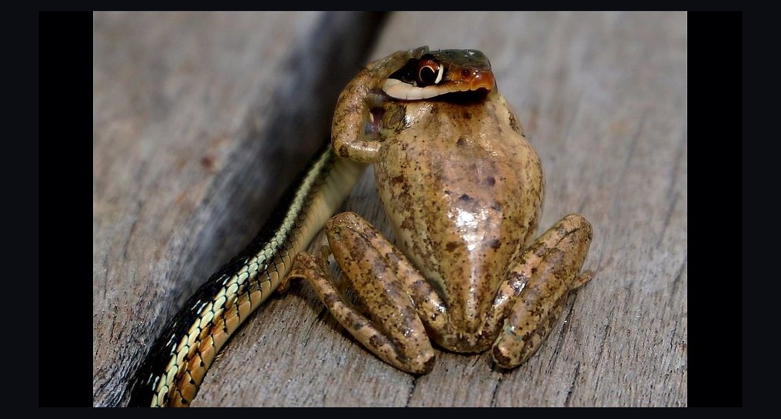 Eat That Frog by Brian Tracy — Cliff Notes Summary for Sellers