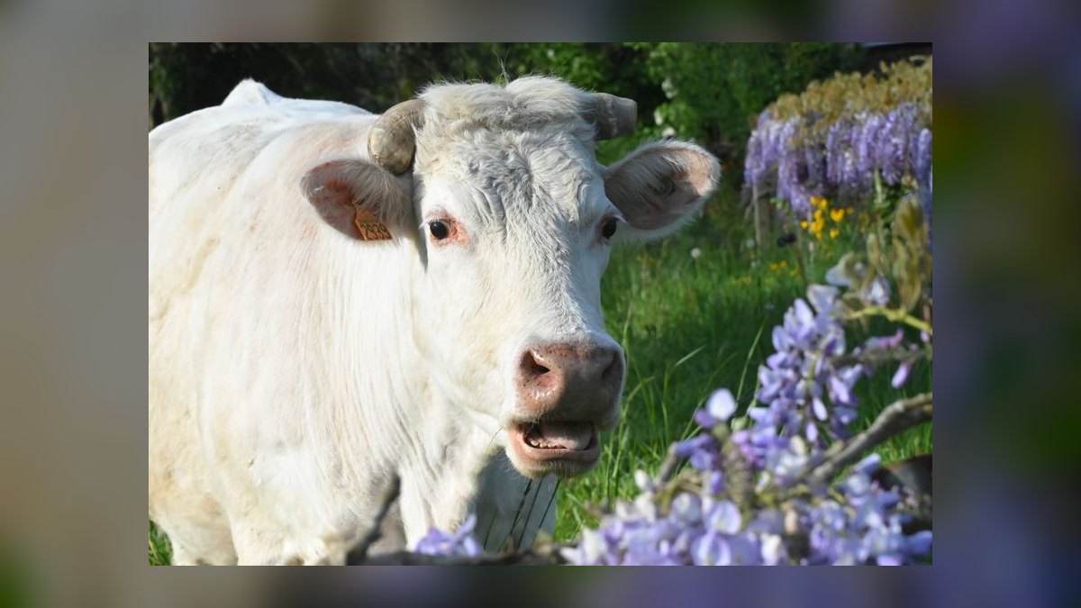 Purple Cow by Seth Godin — Cliff Notes Summary for Sellers