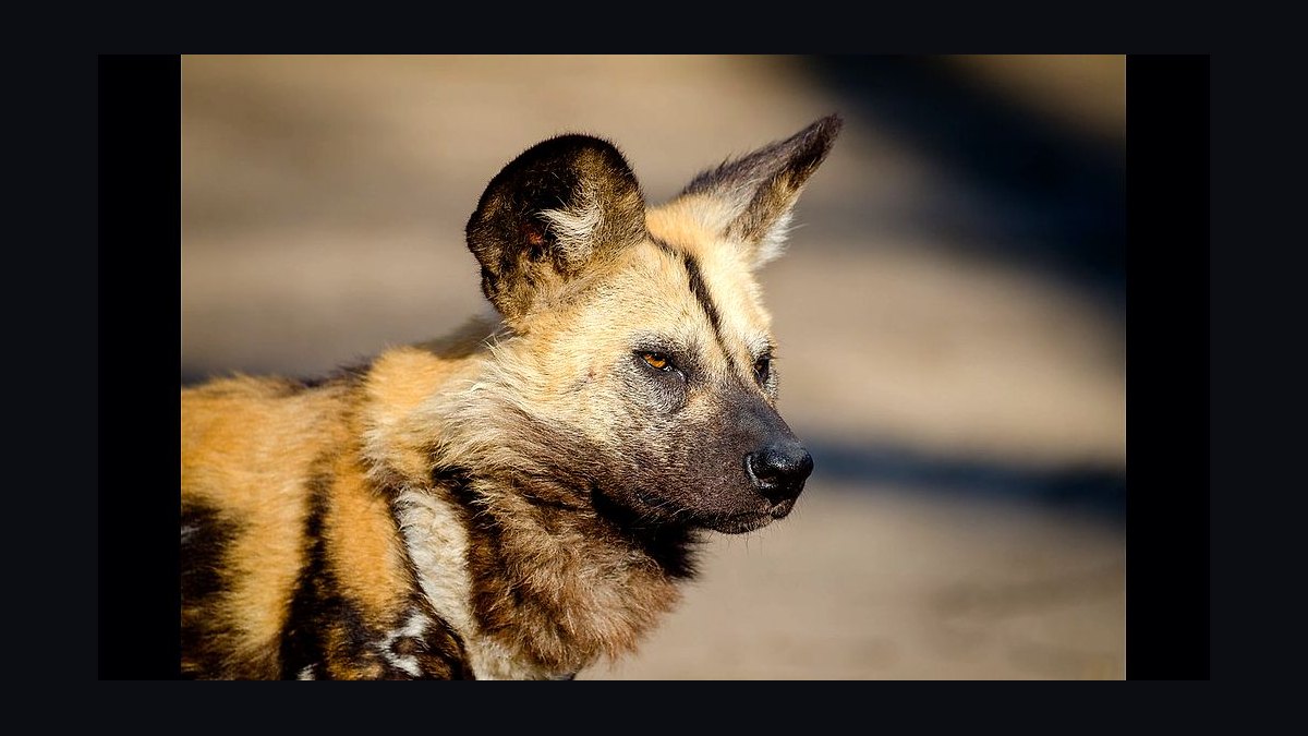Shoe Dog by Phil Knight — Cliff Notes Summary for Sellers — figure 7