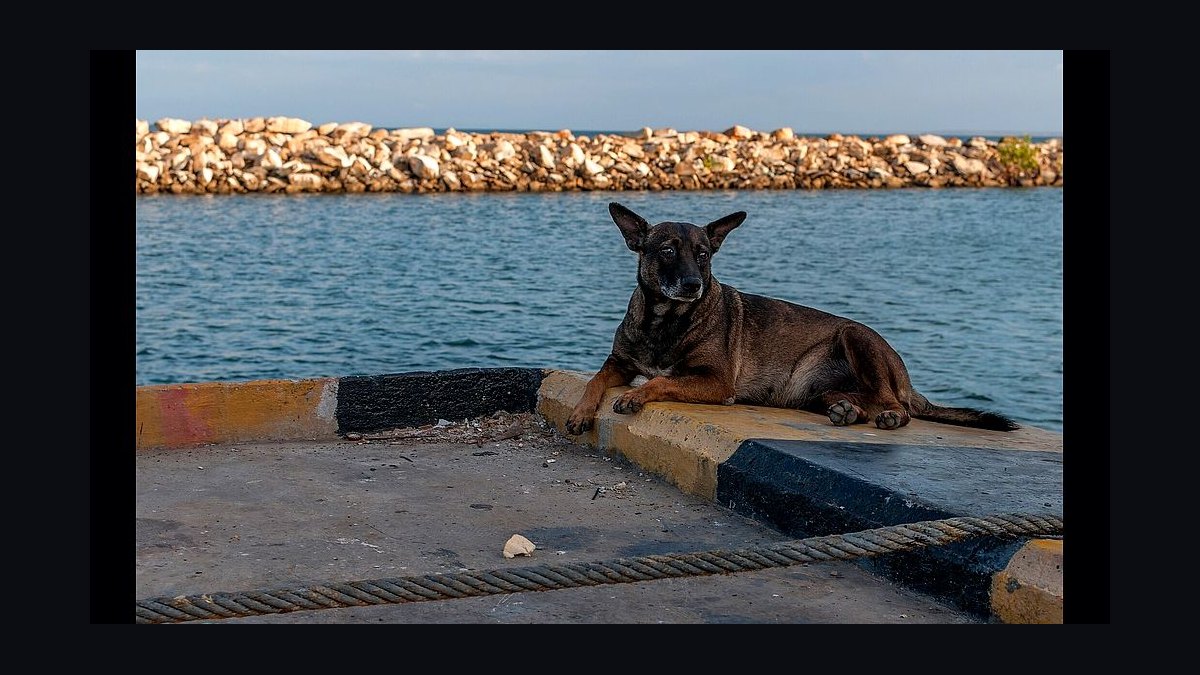 Shoe Dog by Phil Knight — Cliff Notes Summary for Sellers