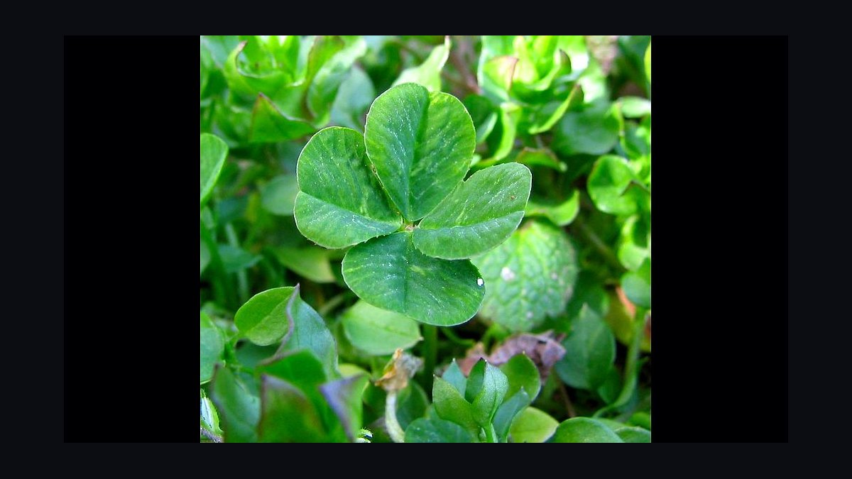Competing Against Luck by Christensen et al — Cliff Notes Summary
