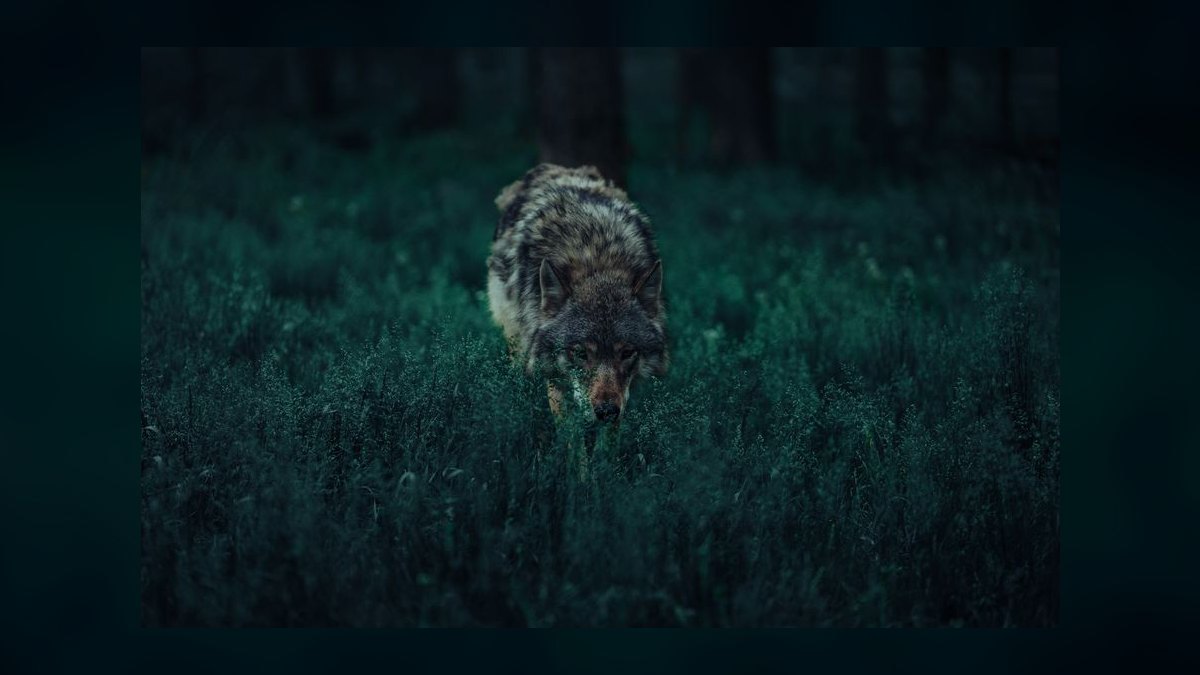 Way of the Wolf by Jordan Belfort — Cliff Notes Summary — figure 10