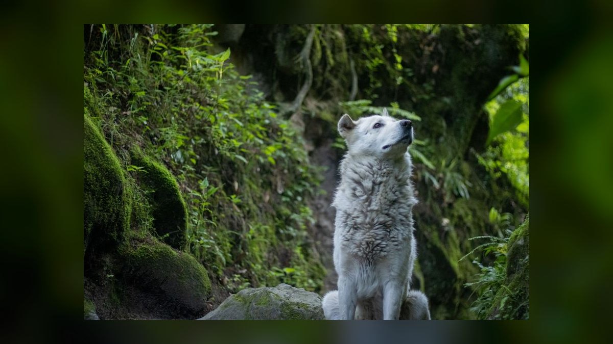 Way of the Wolf by Jordan Belfort — Cliff Notes Summary — figure 7