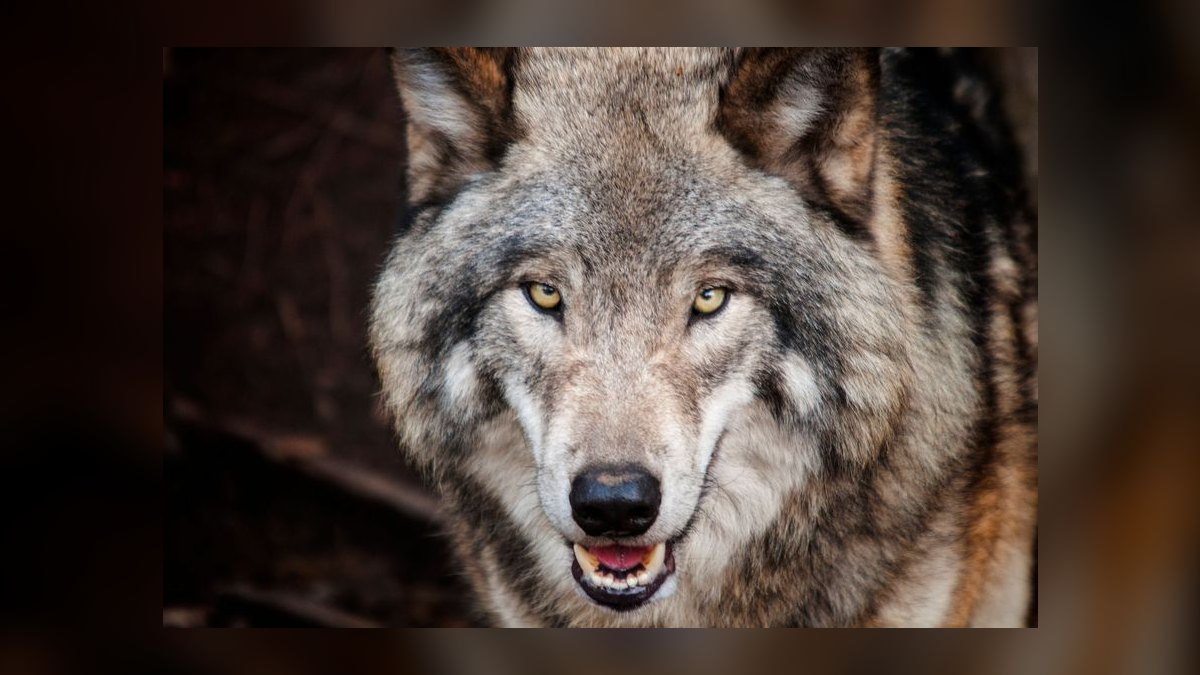 Way of the Wolf by Jordan Belfort — Cliff Notes Summary — figure 9