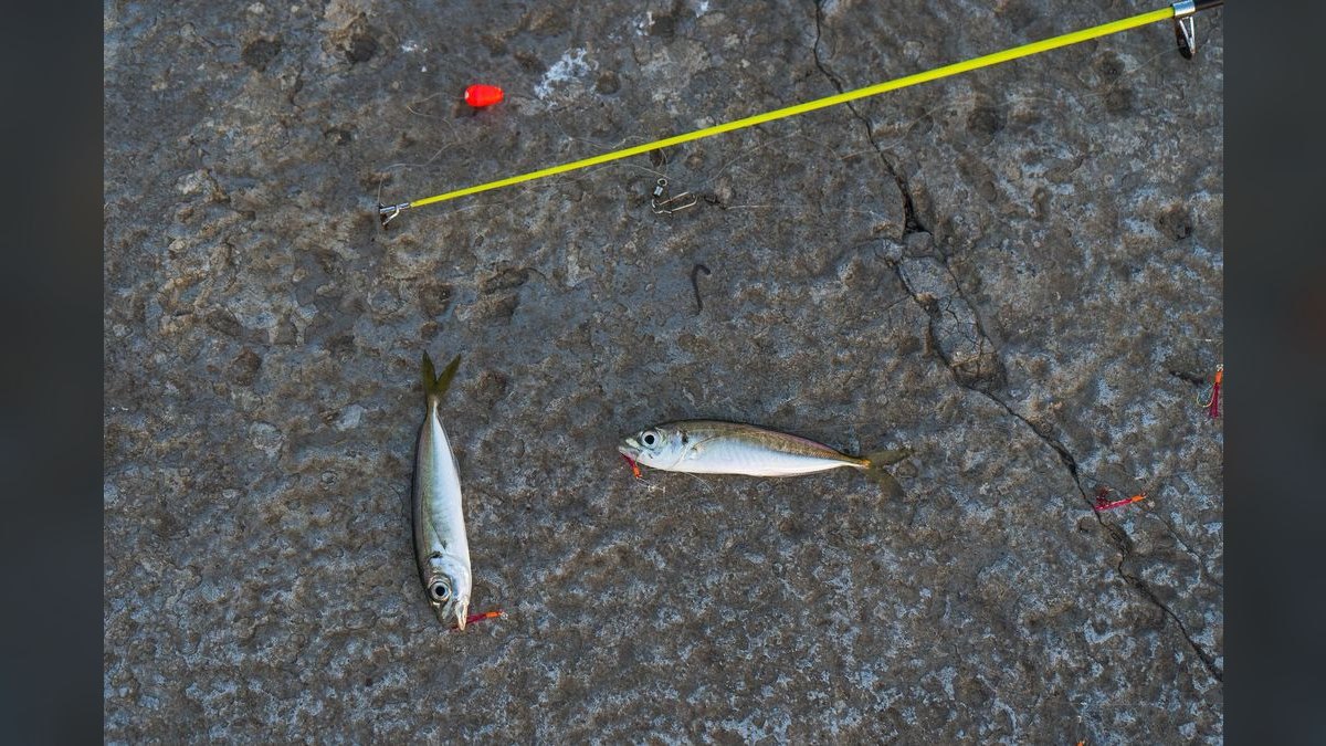 Top 10 Multi-Species Fishing Boats 2027 — figure 1