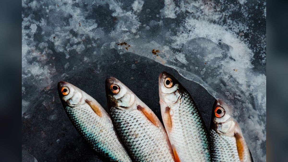 Top 10 Multi-Species Fishing Boats 2027 — figure 2