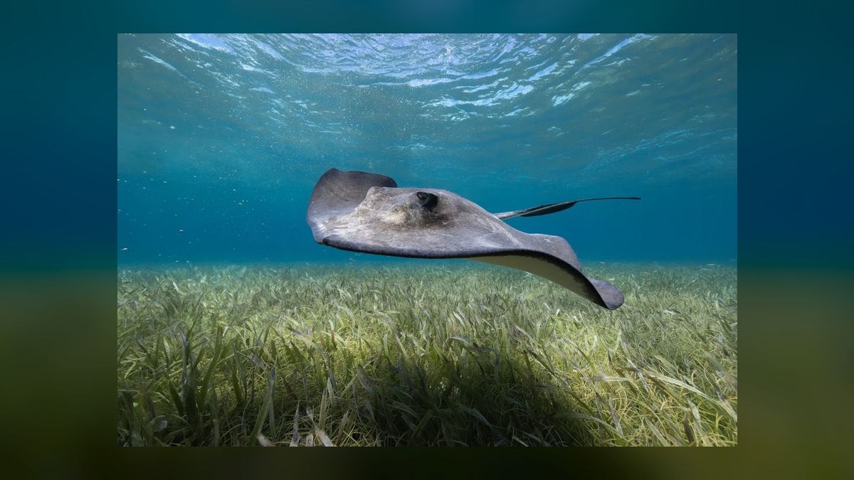 Best Stingray Boat Models (Ranked) in 2027 — figure 2