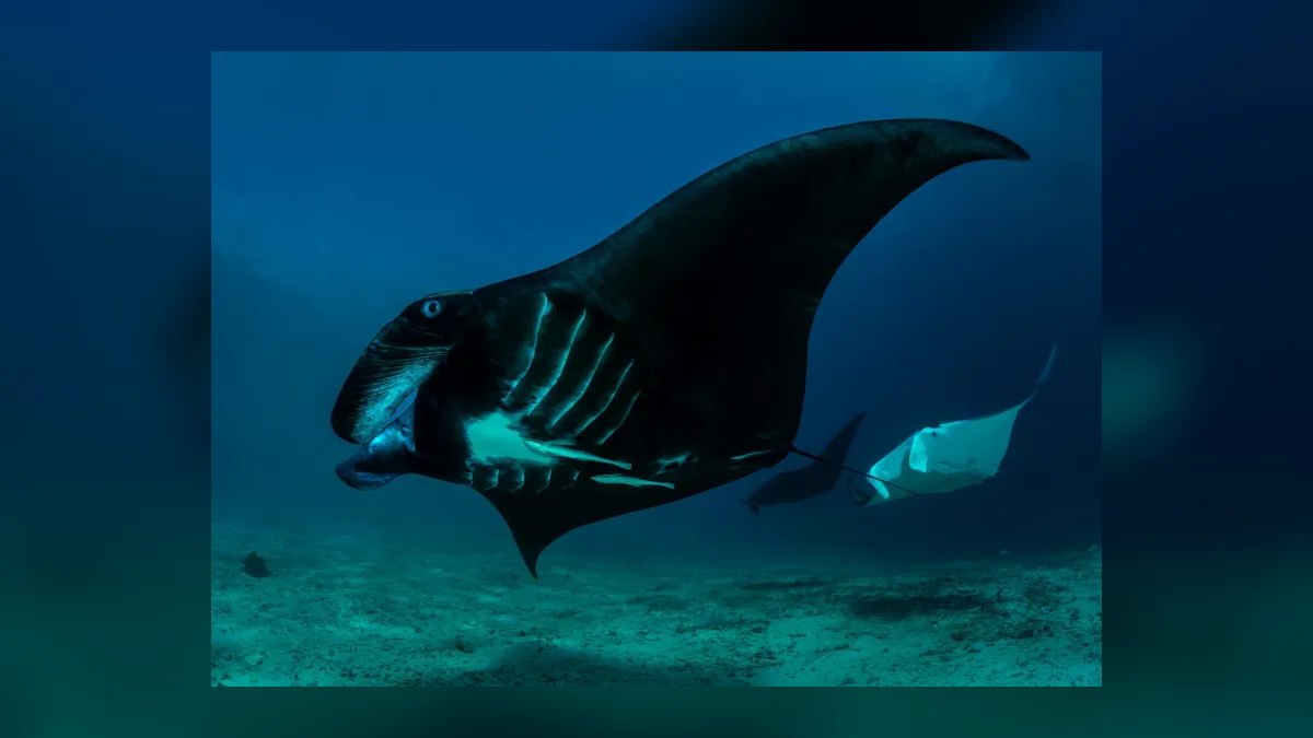 Top 10 Boats for Snorkeling and Diving in 2027 — figure 9