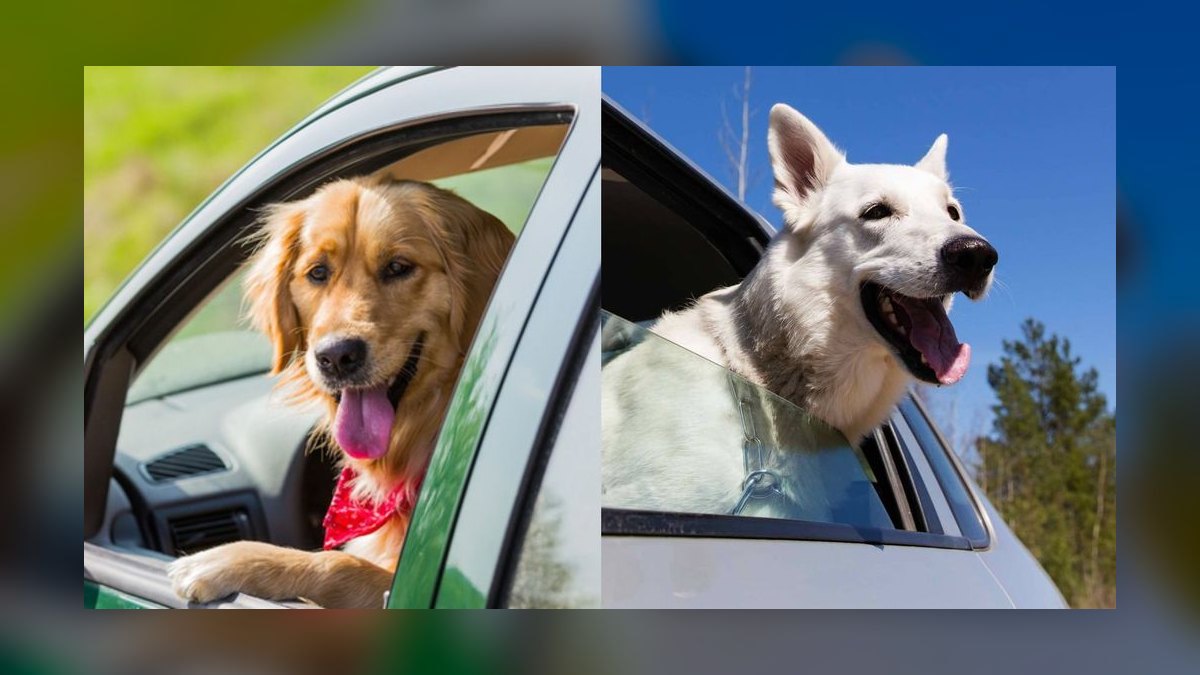 Best Cars for Dog Owners in 2027 — figure 10