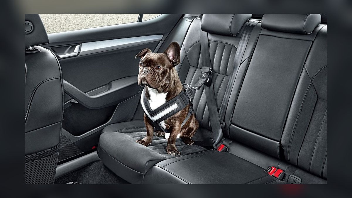 Best Cars for Dog Owners in 2027 — figure 7
