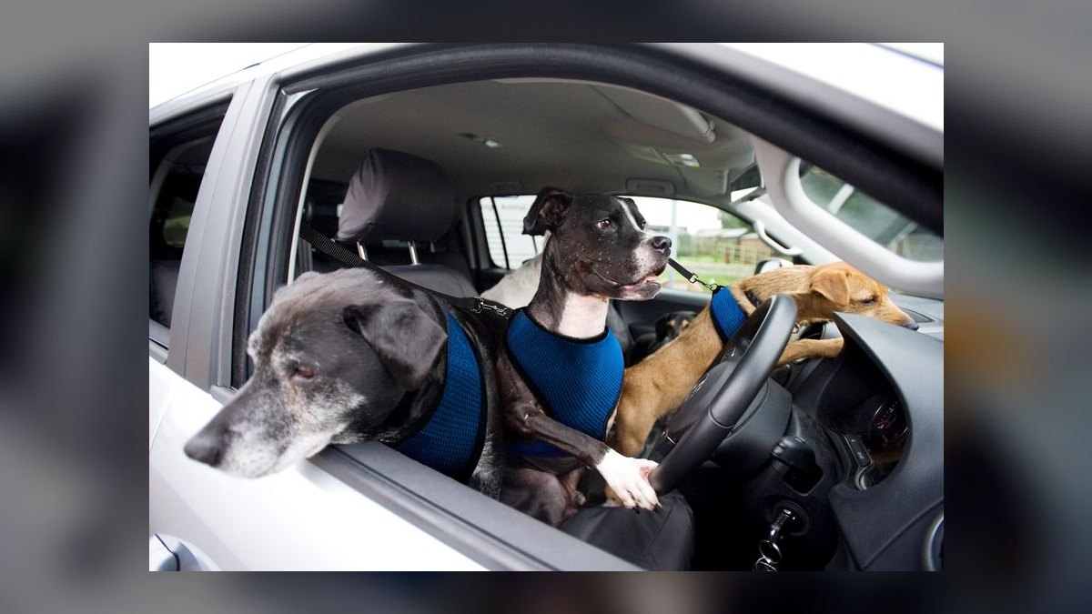 Best Cars for Dog Owners in 2027