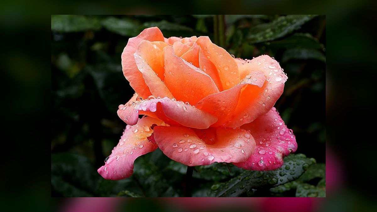 The 10 Best Colognes with Rose Notes for Men in 2027 — figure 8