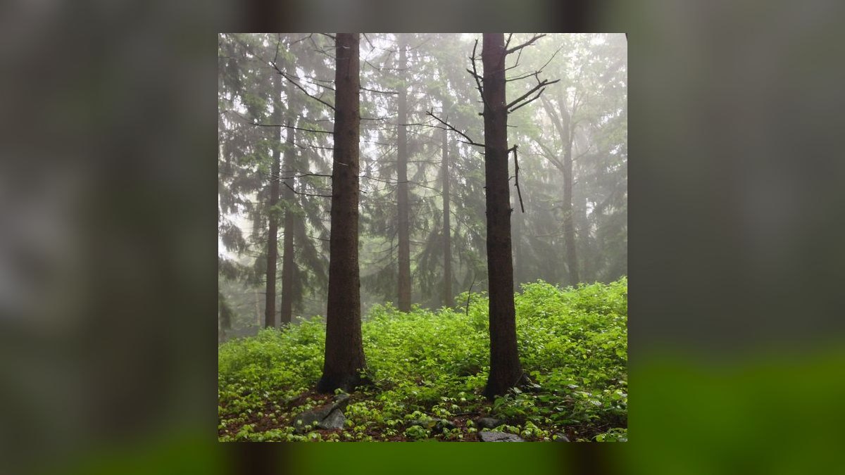 The 10 Best Colognes That Smell Like a Walk in the Forest in 2027