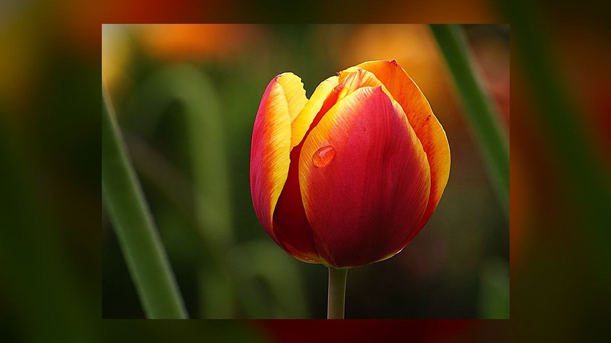The 10 Best Colognes That Smell Like a Wet Garden in Spring in 2027 — figure 3