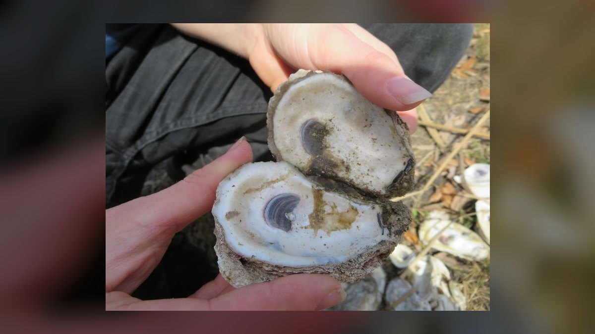 Top 10 Places to Dine in the Outer Banks, North Carolina in 2027 — figure 3
