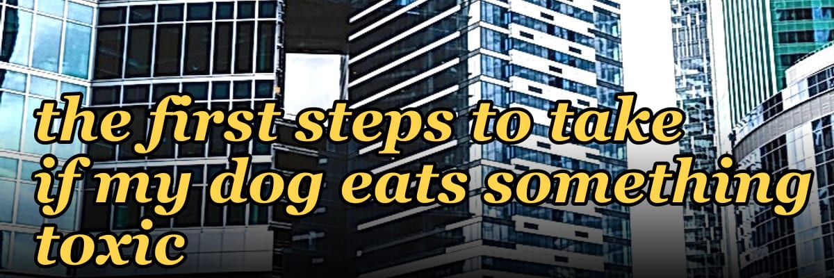 My Thoughts: What are the first steps to take if my dog eats something toxic