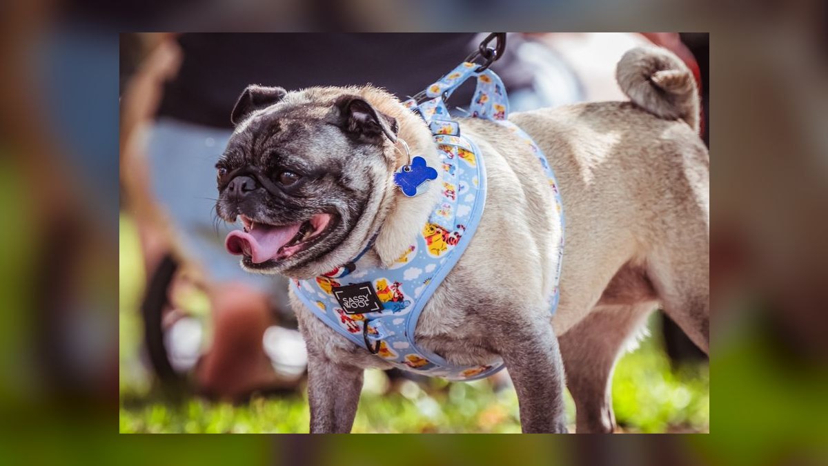 Should I open or buy a Woof Gang Bakery franchise in 2027 — figure 4