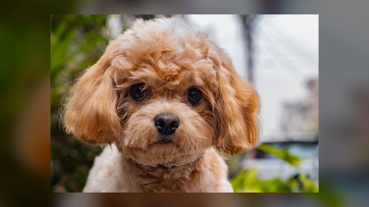 Should I open or buy a Woof Gang Bakery franchise in 2027 — figure 5