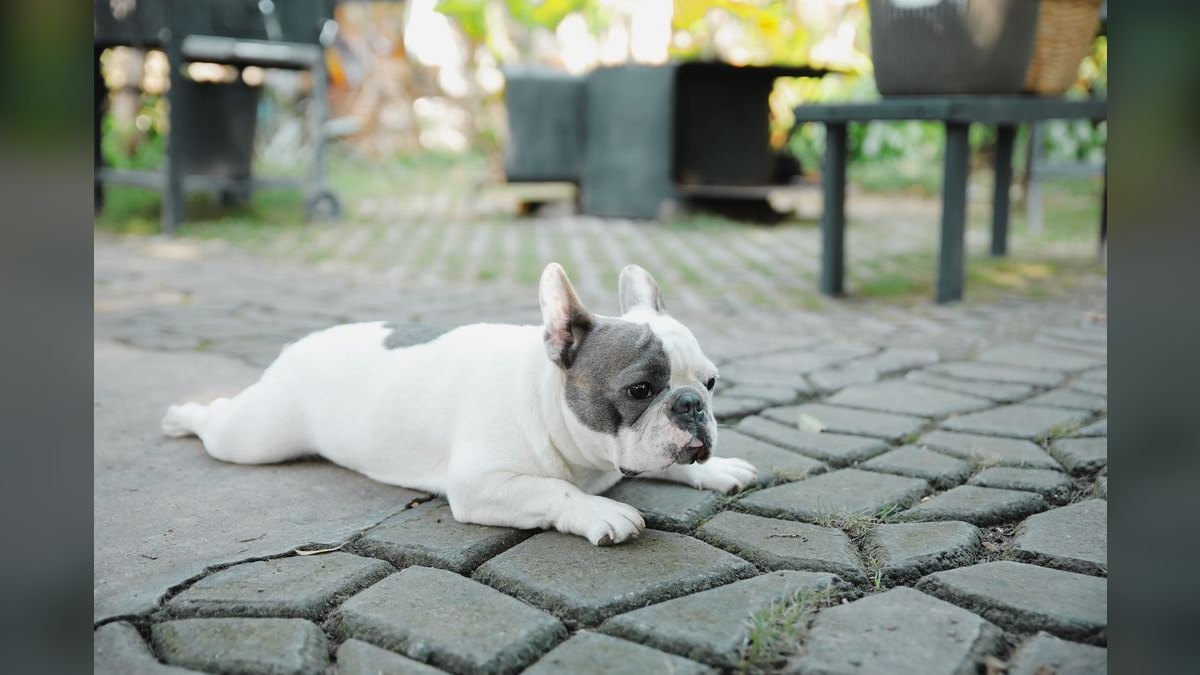Should I open or buy a Sploot Veterinary Care franchise in 2027 — figure 6