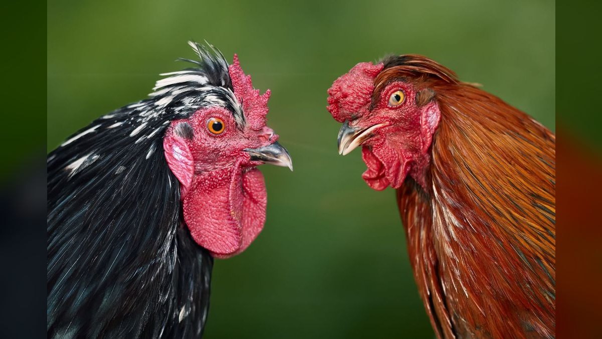 Should I open or buy a Roosters Men's Grooming Center franchise in 2027 — figure 6