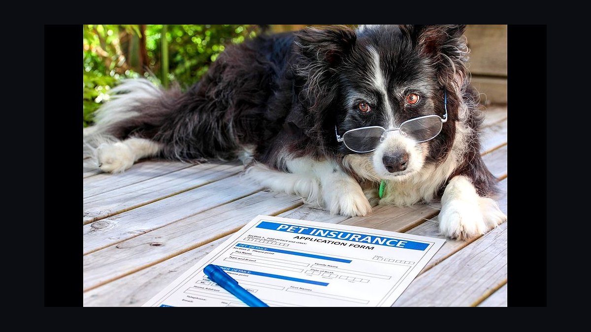 Best pet insurance plans for dogs and cats in 2027 — figure 6