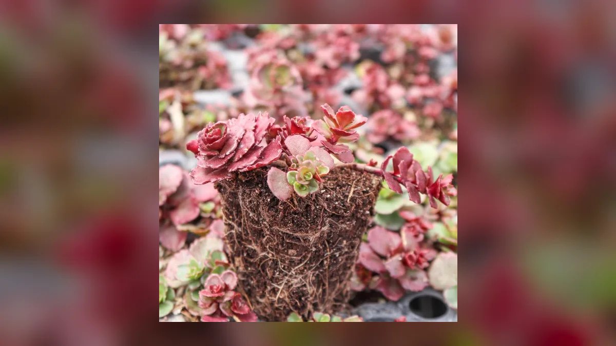 Top 10 gardening plants for low-maintenance balconies in 2027 — figure 1