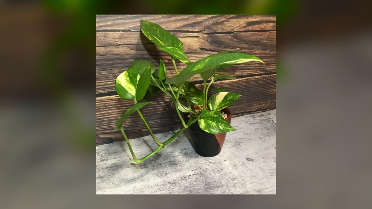 Top 10 gardening plants for low-maintenance balconies in 2027 — figure 10
