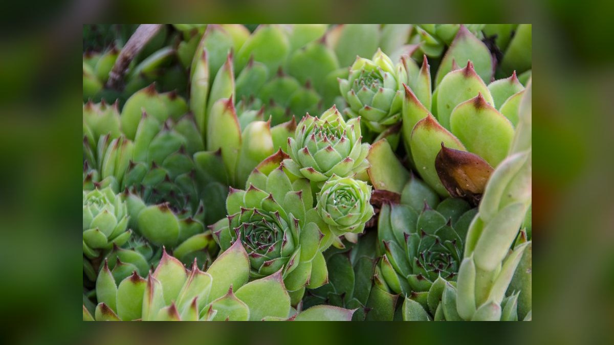 Top 10 gardening plants for low-maintenance balconies in 2027 — figure 2