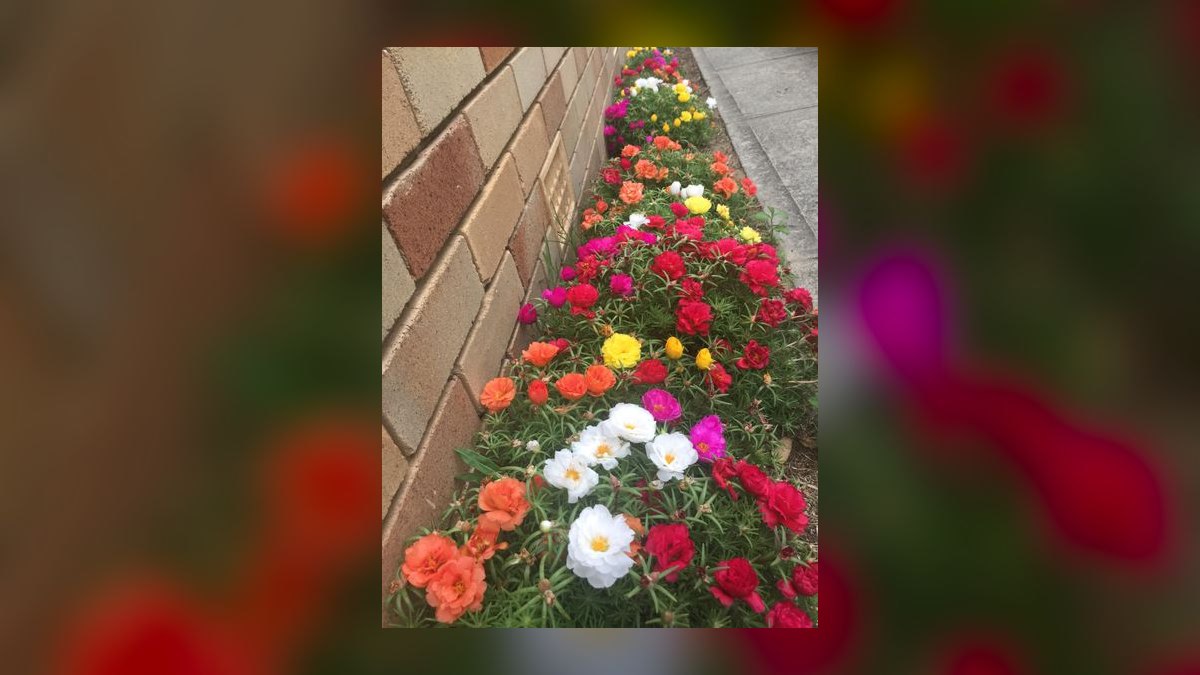 Top 10 gardening plants for low-maintenance balconies in 2027 — figure 3