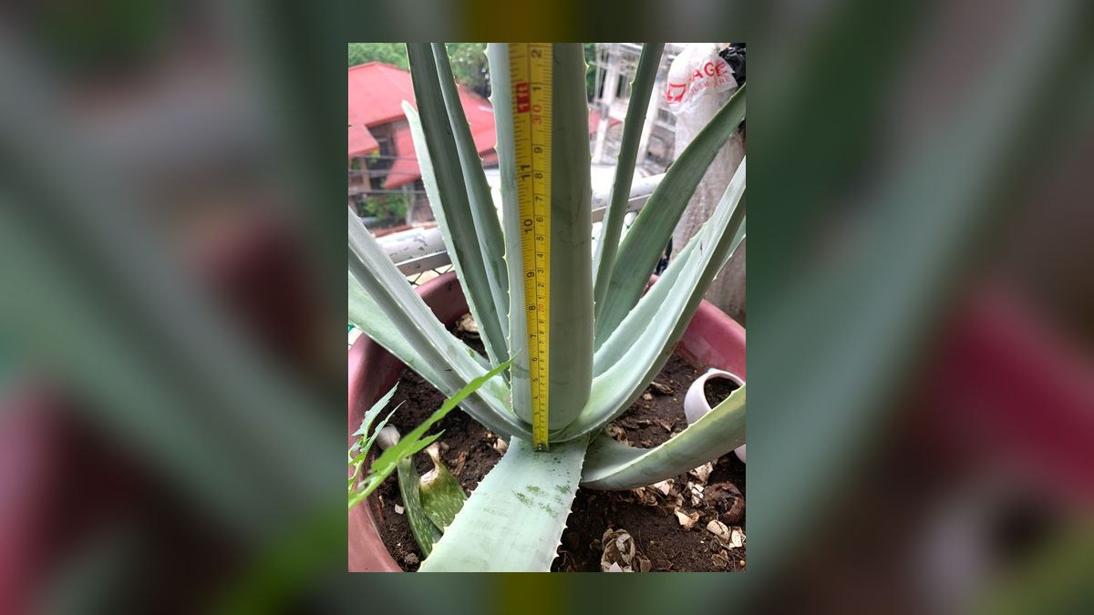 Top 10 gardening plants for low-maintenance balconies in 2027 — figure 4