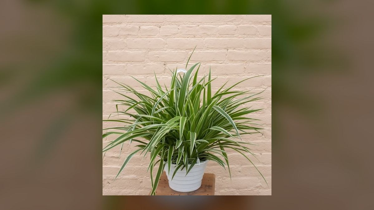 Top 10 gardening plants for low-maintenance balconies in 2027 — figure 5