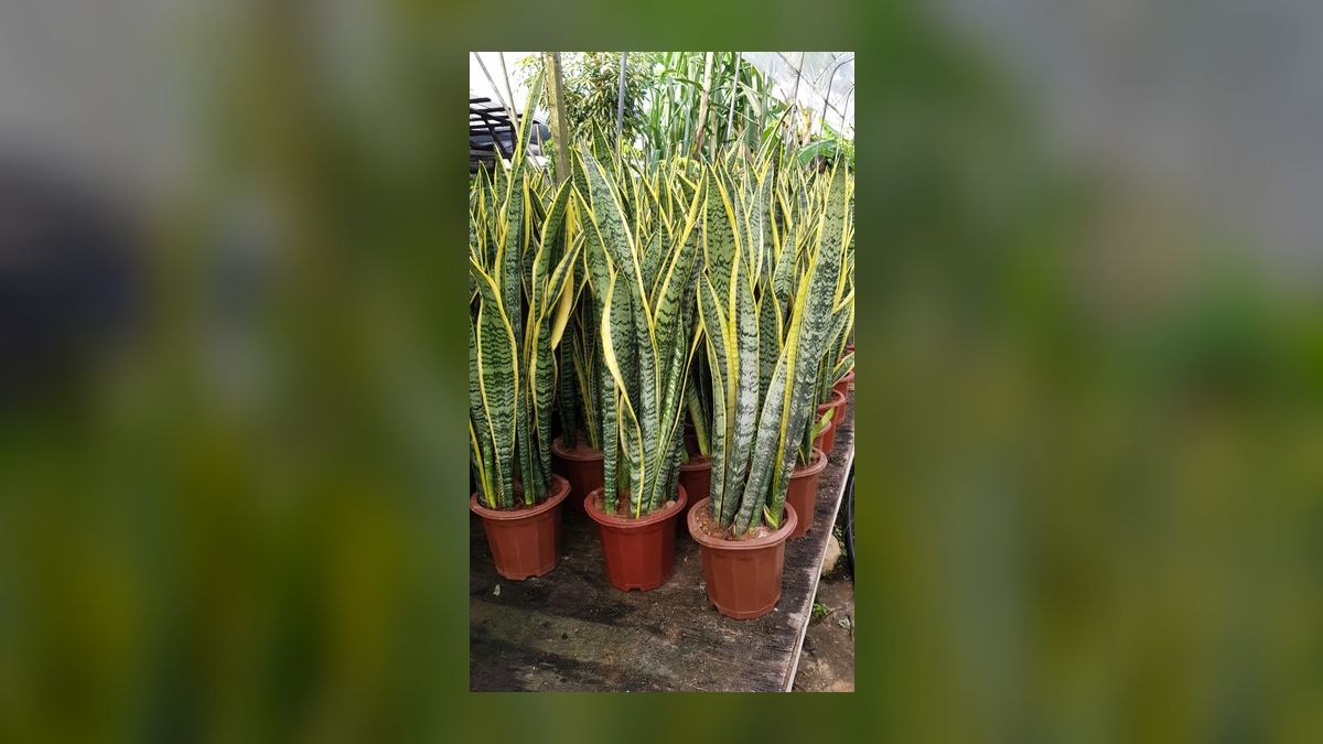 Top 10 gardening plants for low-maintenance balconies in 2027 — figure 6