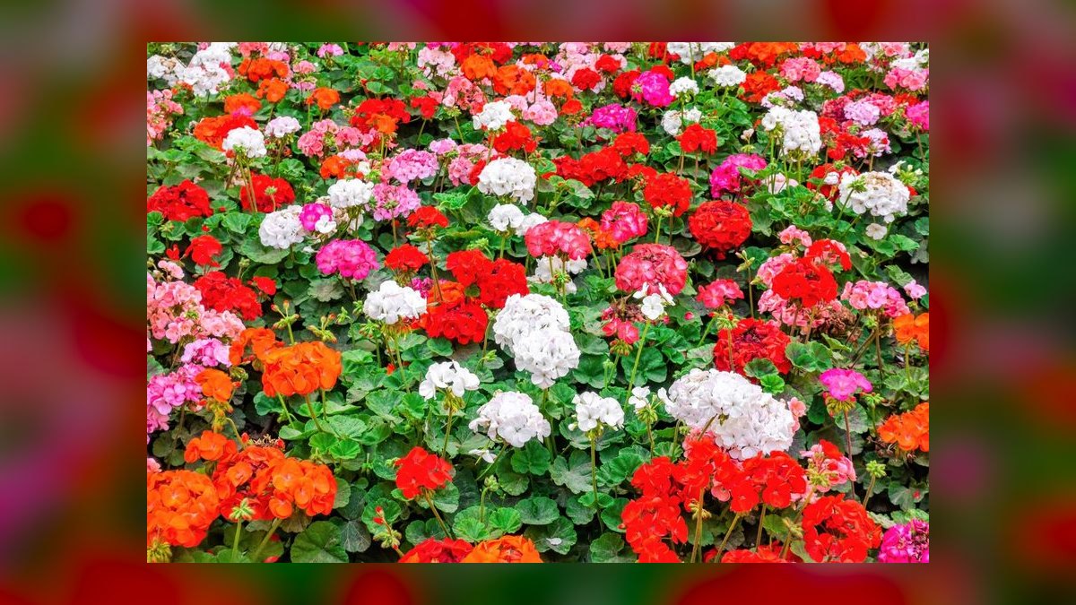 Top 10 gardening plants for low-maintenance balconies in 2027 — figure 7