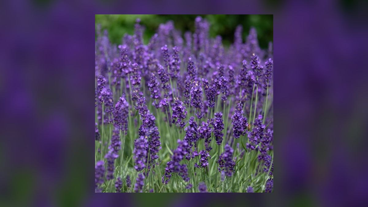 Top 10 gardening plants for low-maintenance balconies in 2027 — figure 8