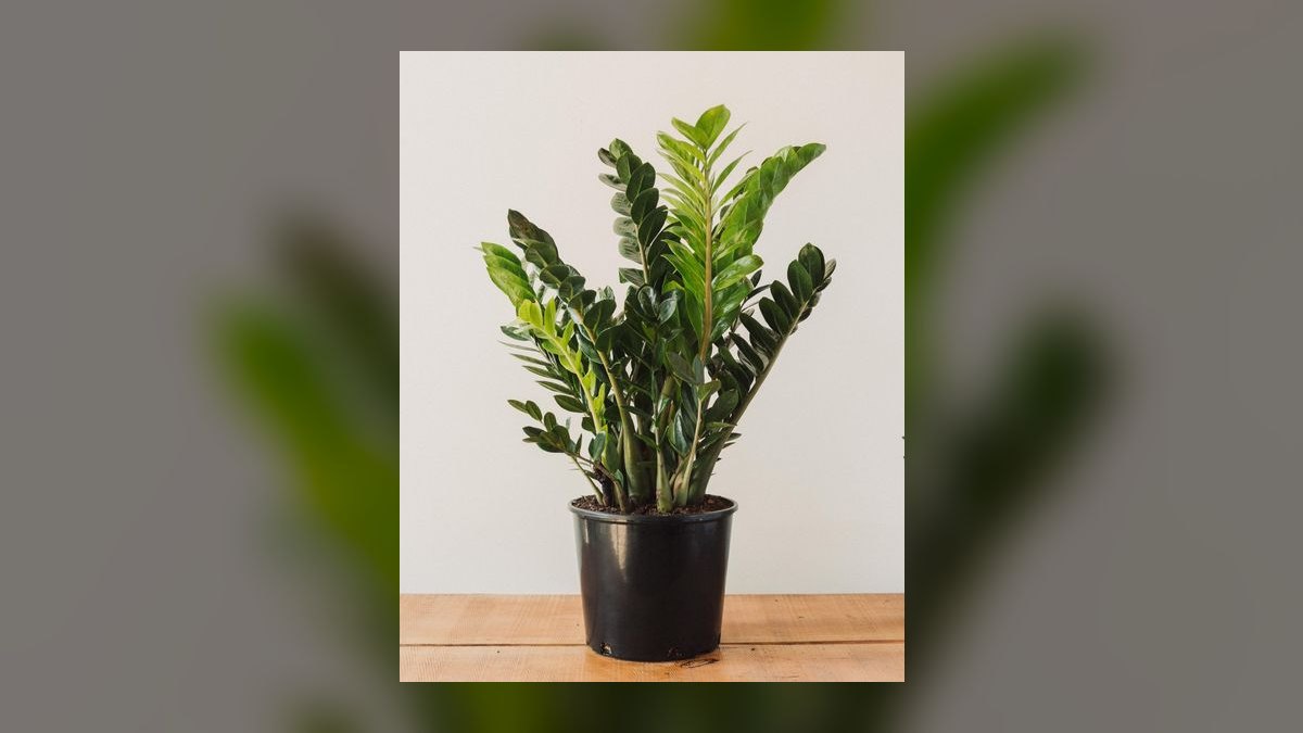 Top 10 gardening plants for low-maintenance balconies in 2027 — figure 9