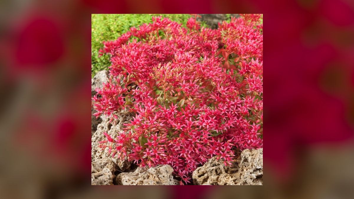 Top 10 gardening plants for low-maintenance balconies in 2027
