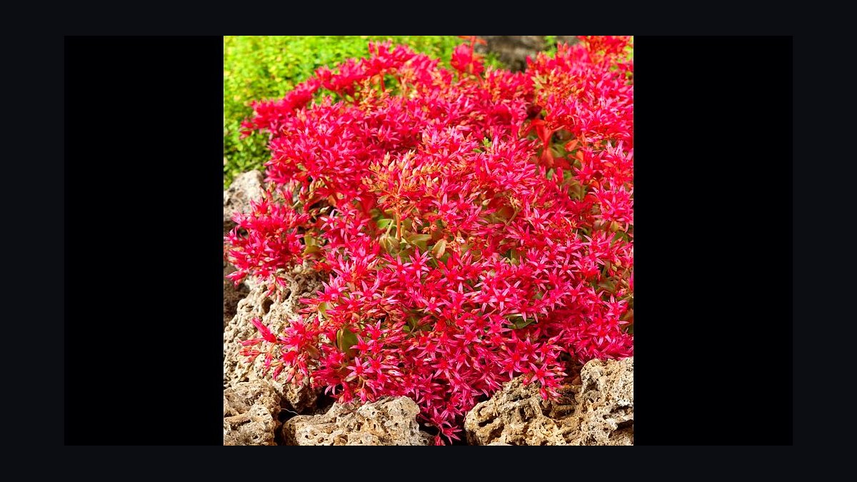 Top 10 gardening plants for low-maintenance balconies in 2027