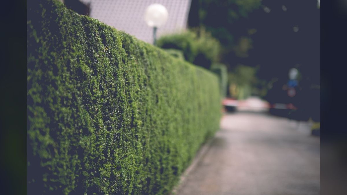 The 10 Best Hedge Trimmers in 2027 — figure 5